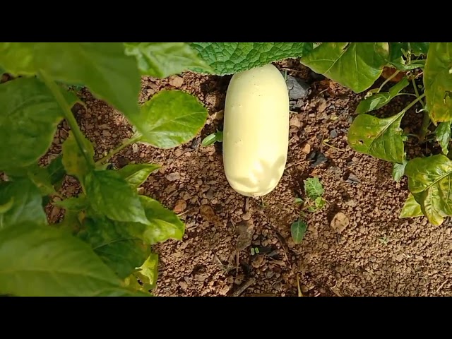 maiv vwj yaj hais kwv txhiaj nkauj muam g muaj nraug mus