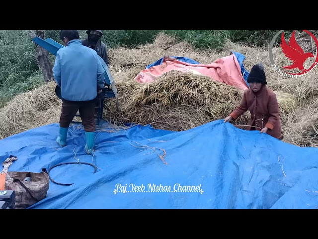 Hmoob toj siab ntaus nplej