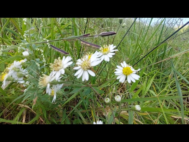 mus zoo tus hlub by song hmong