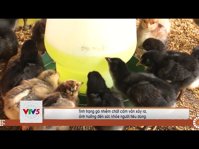 [TIẾNG MÔNG] KHUYẾN KHÍCH PHÁT TRIỂN CHĂN NUÔI THEO HƯỚNG AN TOÀN SINH HỌC | VTV5