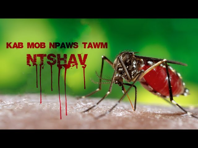 ้Kab Mob Npaws Tawm Ntshav “Hmong Health Education” EP: 04