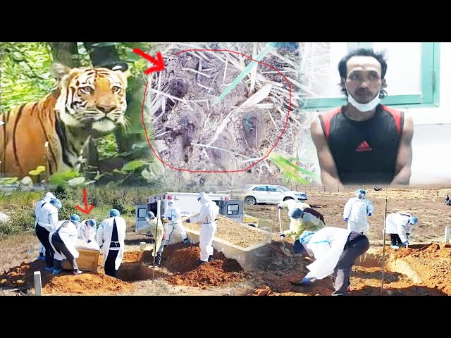 xov xwm 05/12/2021 hmoob nplog yuav tau tshai kab mob 19 | pom ib tug tsov loj lom haum zos