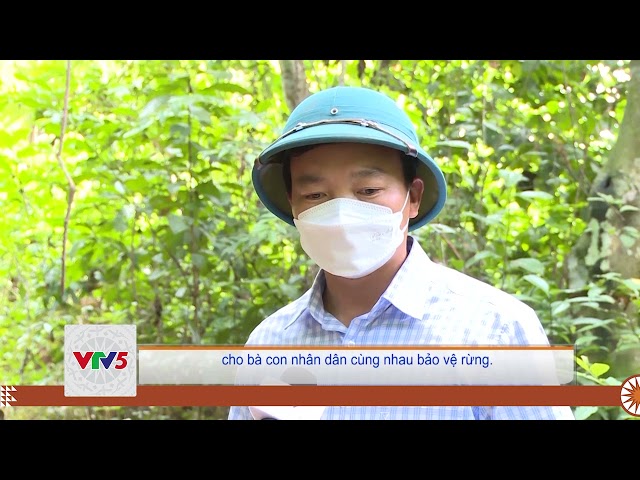 [TIẾNG MÔNG] VƯỜN QUỐC GIA BẾN EN NỖ LỰC BẢO VỆ, PHÁT TRIỂN RỪNG | VTV5