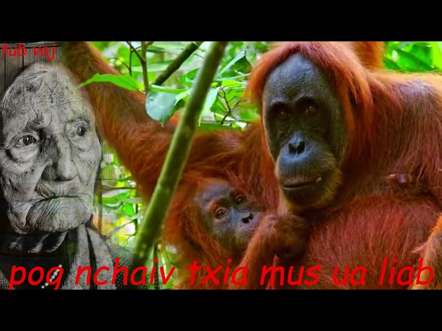 dab neeg qub pog nchaiv txia mus ua liab_The Hmong Shaman Warrior