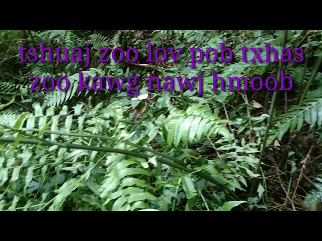 tshuaj zoo lov pob txhas nawj hmoob
