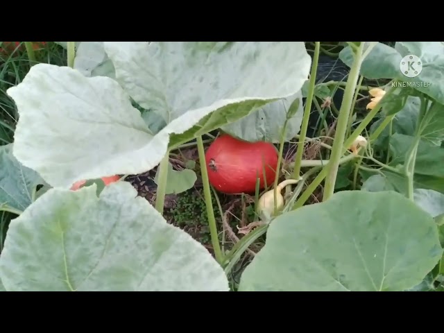 hmong Argentina ua teb lws os 302022