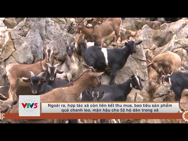 [TIẾNG MÔNG] HUYÊN YÊN CHÂU QUAN TÂM PHÁT TRIỂN HTX NÔNG NGHIỆP | VTV5