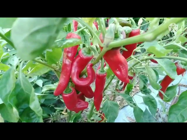 hmong Argentina ua teb os 10/03/22