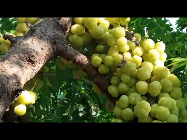 kwv txhiaj tub ntxhais noj tshuaj tuag tsov niam txiv tseg