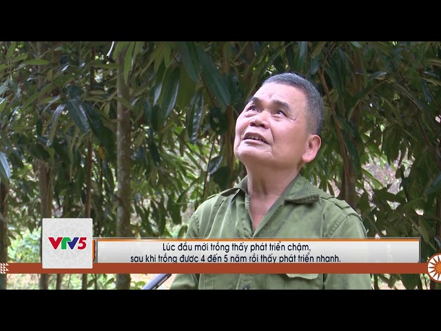 [TIẾNG MÔNG] ĐỊNH HOÁ TIẾP TỤC PHÁT TRIỂN DIỆN TÍCH TRỒNG QUẾ | VTV5