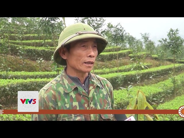 [TIẾNG MÔNG] QUY HOẠCH PHÁT TRIỂN NÔNG NGHIỆP HÀNG HÓA | VTV5