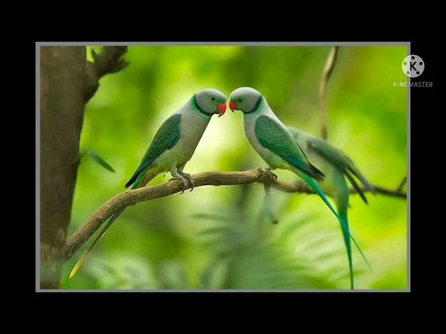 ENGLISH LOVE SONG(no copyrights)