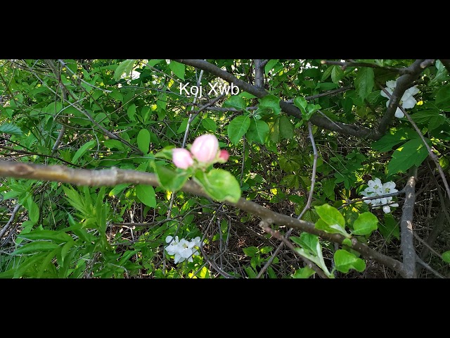 Koj Xwb | Hmong Beat | KYV Music