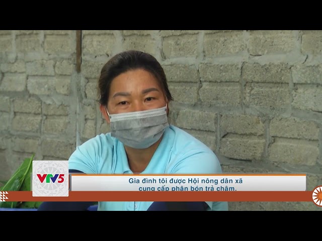 [TIẾNG MÔNG] HỘI NÔNG DÂN TRẤN YÊN ĐIỂM TỰA CHO HỘI VIÊN PHÁT TRIỂN KINH TẾ NÂNG CAO ĐỜI SỐNG | VTV5