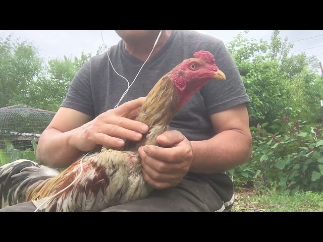 Hmong Blue 4champ,born 3-23-21(5-22-22) NFS