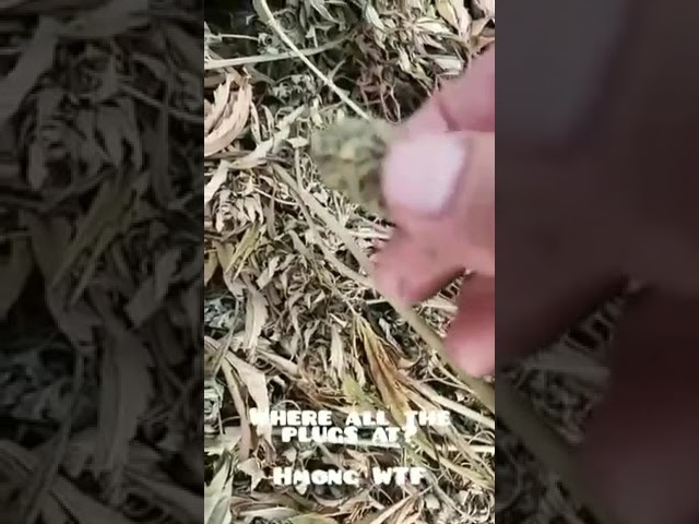 Hmong WTF Meme When Hmong Weed Business Gone Bad
