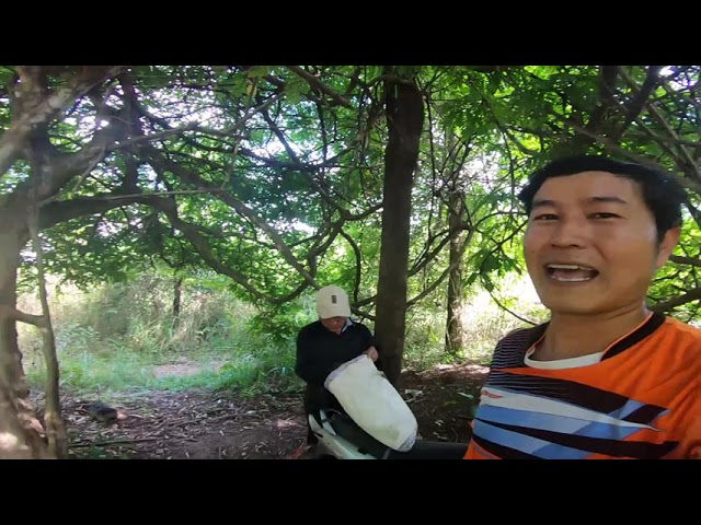 EP.1-History Hmong Chan Lifestyle mus khaws roob ris (ไปเก็บปูในป่า แอบมีหลอนนิดๆ)