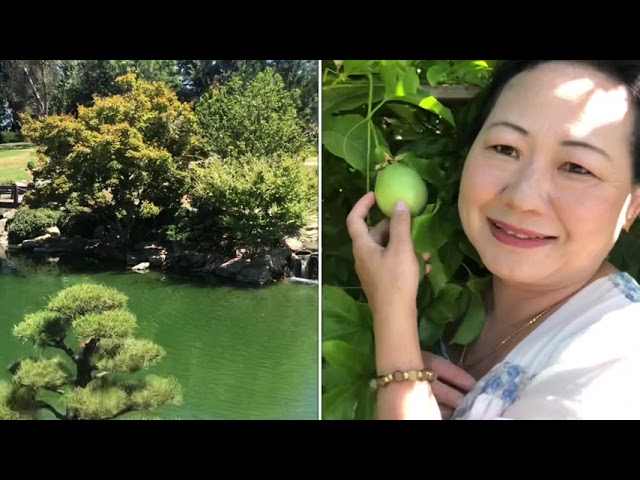 Hmong Wisdom : Hmong Couples Travel to Japanese Garden in Fresno, CA ( Hmong / Hmoob / Miao )