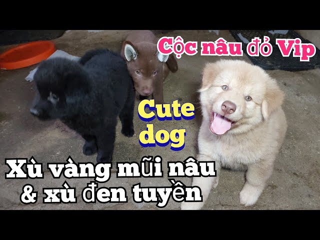 Show 3 chú chó lông xù Bắc Hà, Hmong cộc đẹp của Bê Bê Núi. Toàn cún đẹp thôi.