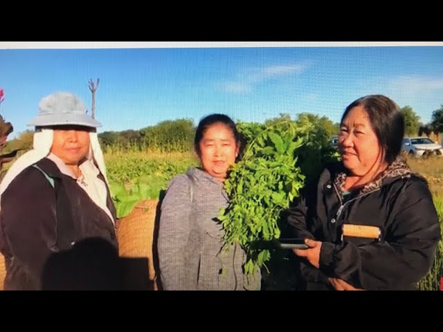 HEALING FOOD: Farm Of Bitter Melons(Dib iab) ~How Hmong Women Planted &Grow These Superfood(Hmoob)