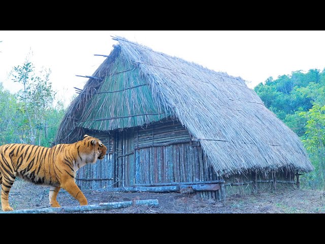 build primitive amazing hmong house since many tigers jungle life