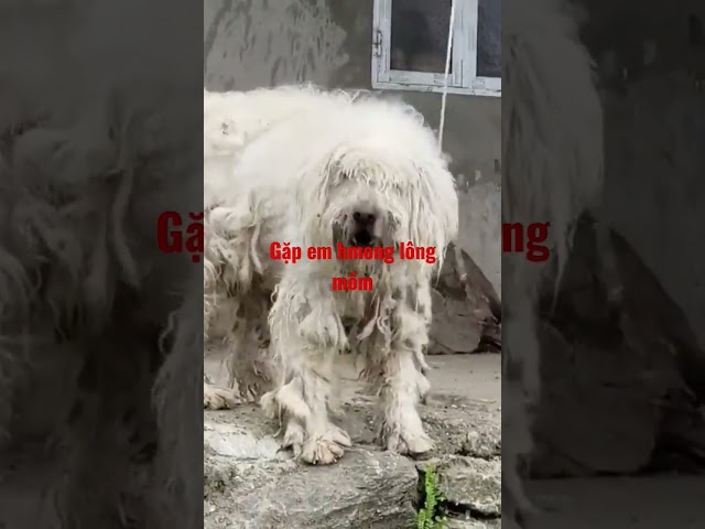 Tầm cẩu tập 8#p2 bachatv gặp em hmong lông mồm lông dài như quỷ | village dog hmong#bachatv #tầmcẩu