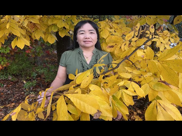 Kwv Txhiaj Hluas Nkauj Hluas Nraug Sib Hlub Sib Ncaim Tsis Sib Tau