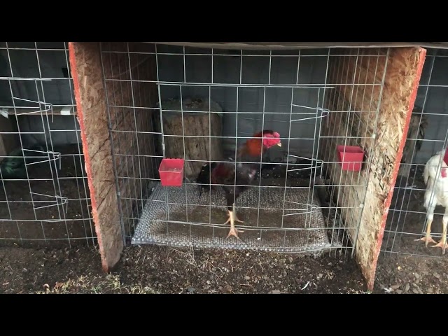 Hmong Brothers Qaib Ej