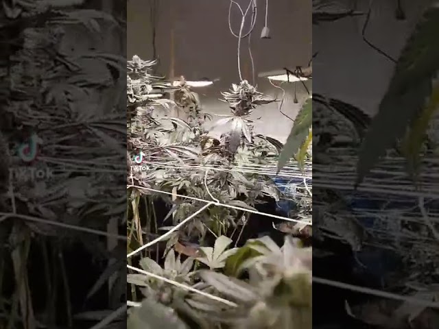 peb hmong mekas li teb xas nawb zoo nkauj kawg