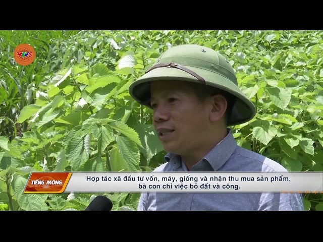 [TIẾNG MÔNG] PHÁT TRIỂN VÙNG NGUYÊN LIỆU GAI XANH NƠI VÙNG BIÊN SÔNG MÃ | VTV5