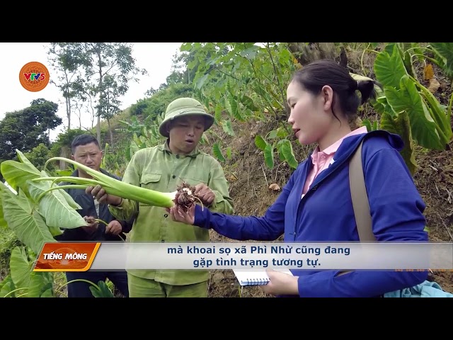 [TIẾNG MÔNG] VÌ SAO SẢN PHẨM OCOP Ở ĐIỆN BIÊN ĐÔNG KHÓ PHÁT TRIỂN | VTV5