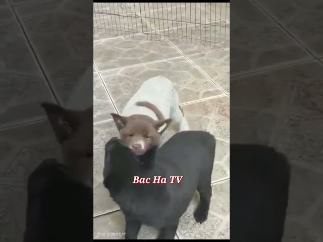Siêu cute – H’mông cộc tịt giới tính cái | village dog hmong #bachatv #tầmcẩu #chóbắchàtv