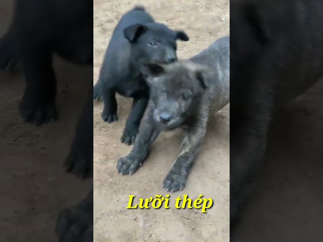 Hmong cộc siêu phẩm lưỡi thép | village dog #bachatv #chóbắchàtv #tầmcẩu