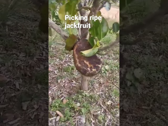 Picking ripe jackfruit. #jackfruit #hmong #thailand  #food #nature #rainforest #shorts #neejneeg