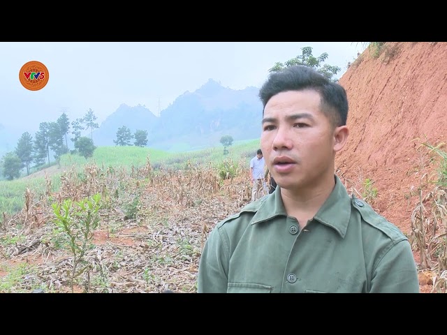 [TIẾNG MÔNG] SƠN LA: TRIỂN VỌNG CÂY MẮC CA | VTV5