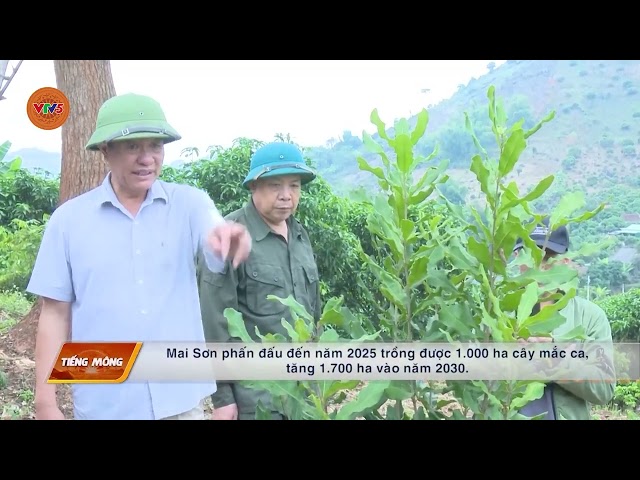 [TIẾNG MÔNG] SƠN LA PHÁT TRIỂN CÂY MẮC CA THÀNH CÂY ĐA MỤC TIÊU | VTV5