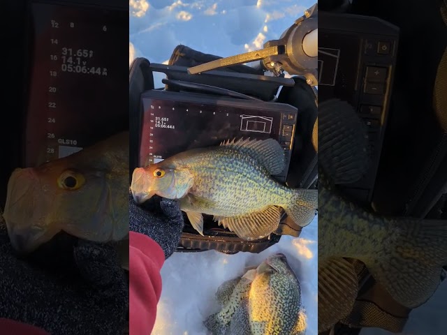 Hmong Fishing Ottertail County Crappies