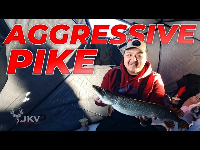 AGGRESSIVE Pike Ice Fishing | Pike Attacks Small Lures | Hmong Ice Fishing 2023