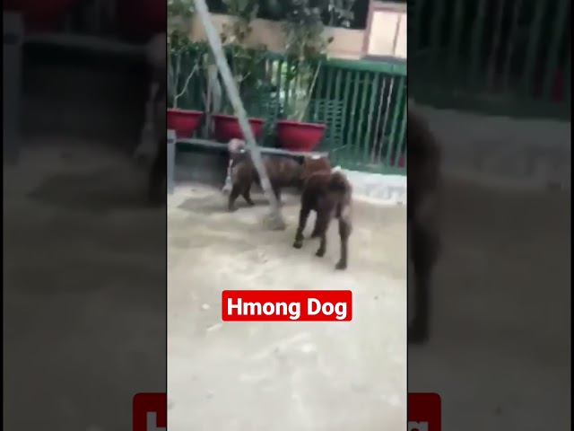 Hmong dog – Bắc hà xù đực màu tím lịm siêu vip | village dog #bachatv #chóbắchàtv #tầmcẩu