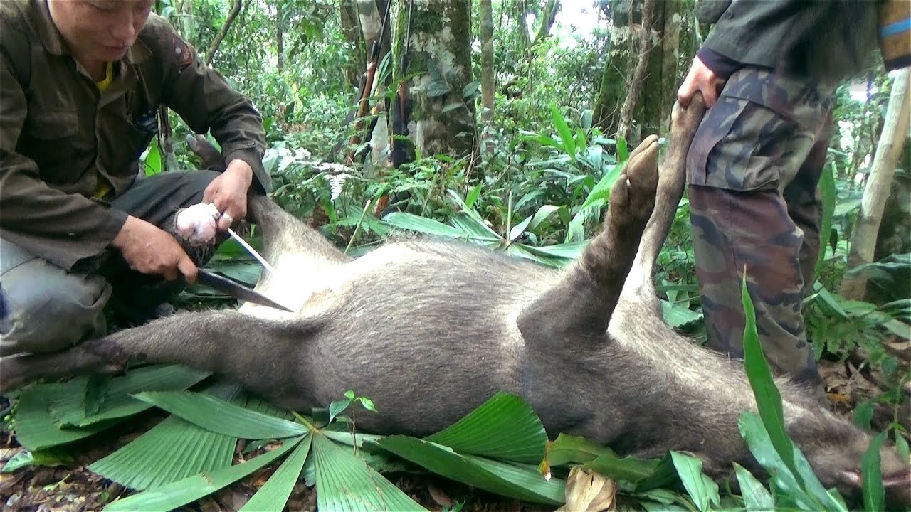 Hunting yos hav zoov tua npua teb