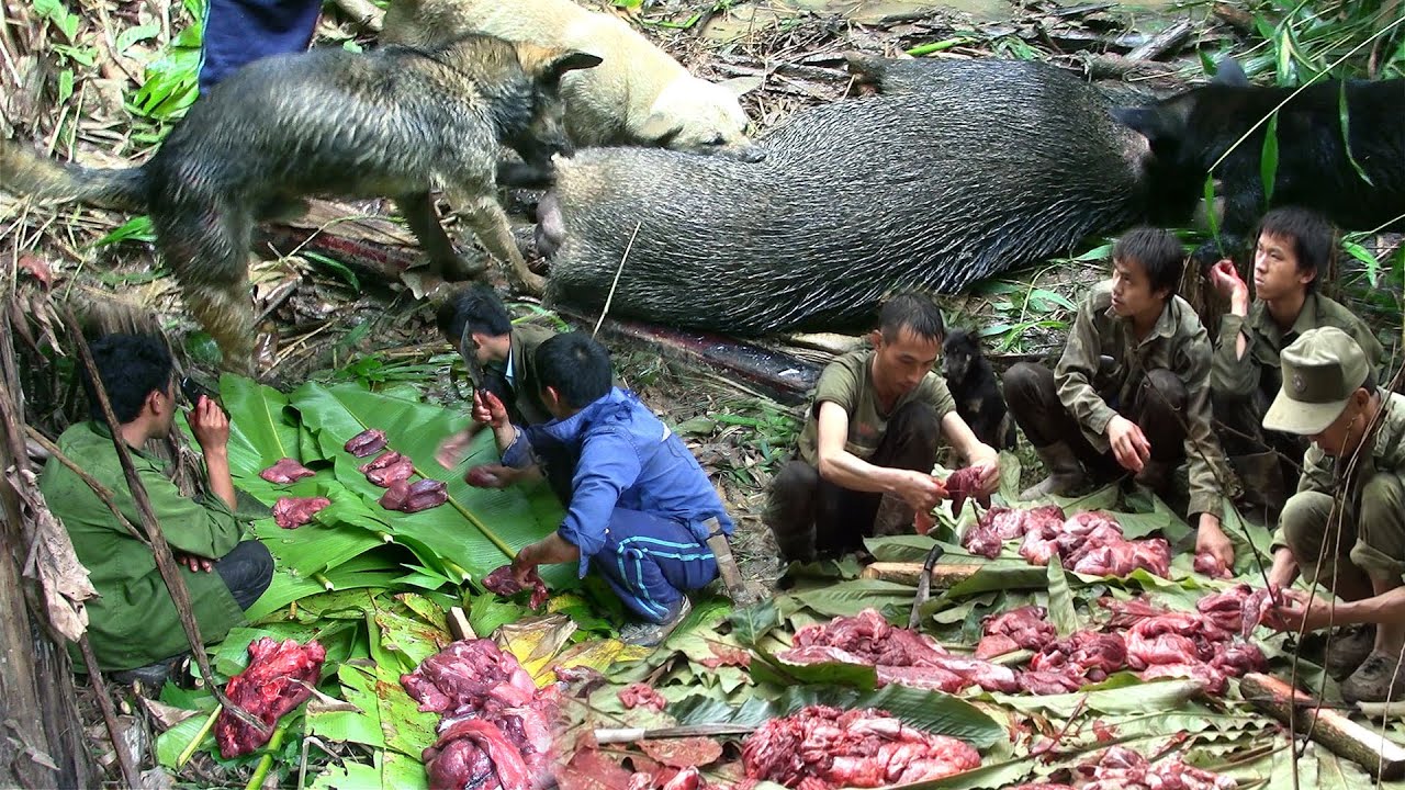 Hunting yos hav zoov cuam tua npua teb tau tu loj heev