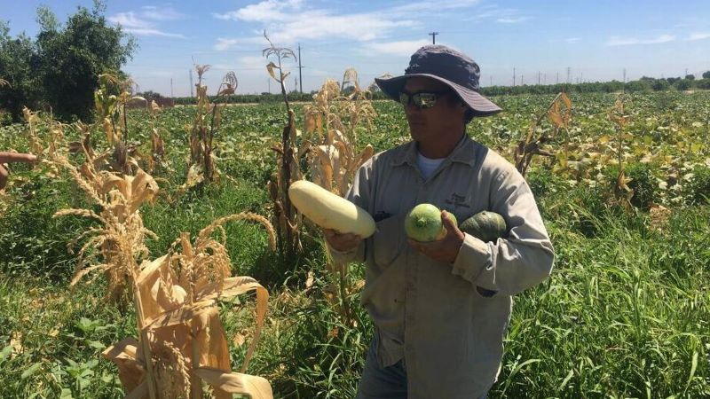 California ag chief’s plan for future includes ‘with innovation, small farms can be viable’