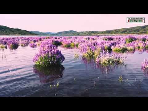 Super Blooms Purple LUPINE nyob Indian Lake zoo nkauj heev (2023)