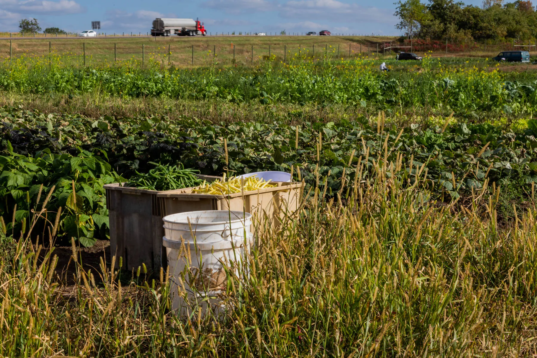 New legislation protects Hmong farming collective in Dakota County