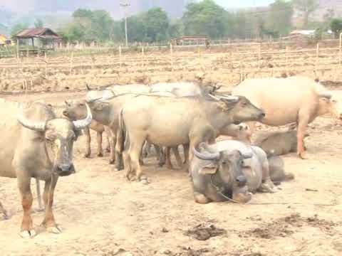 Lub roog kas xim muaj ntau yam zoo nkauj pej xeem los kuj nquag  hlua nkauj los zoo nkauj