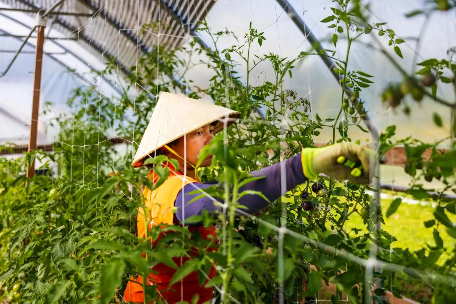 Hmong farmers plant community and change in Dakota County