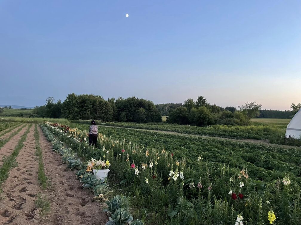 UW Extension program for Hmong/HMoob growers, farmers promotes education, community