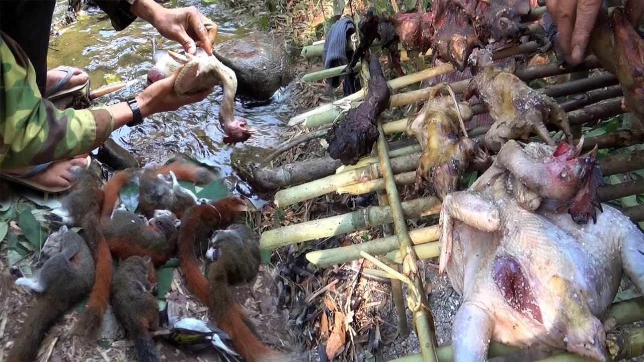 Hunting wild chicken, Squirrel in Laos – Yos hav zoov tua qaib qus tua nas noog