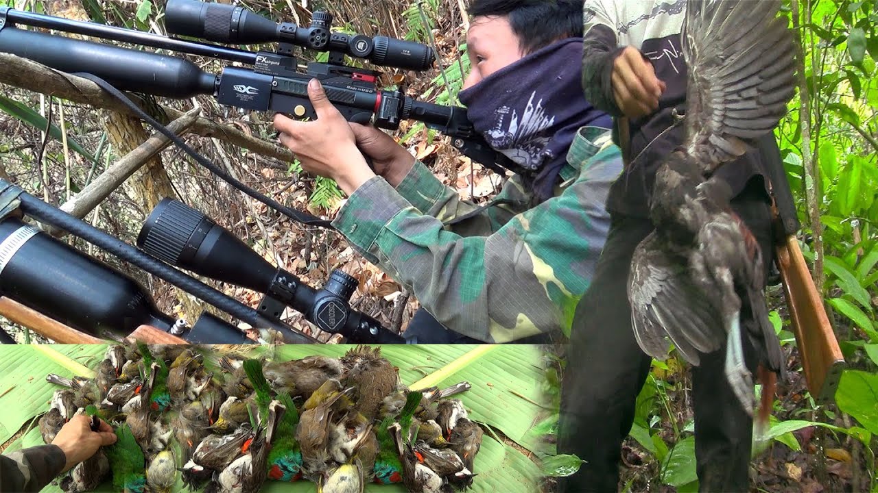 Hunting wild chicken and Bird in the Forest – Yos hav zoov tua qaib qus tua noog