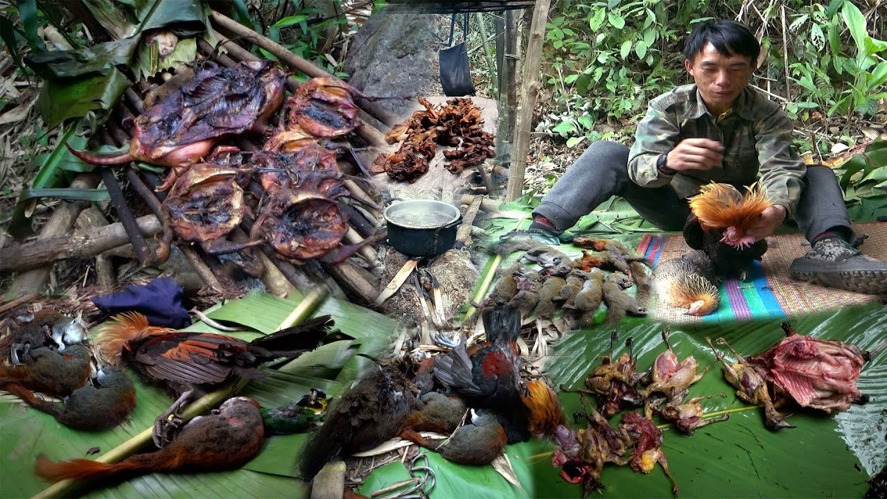 Hunting wild chicken and Squirrels and Cooking in the Forest – Yos hav zoov tua qaib qus tua nas